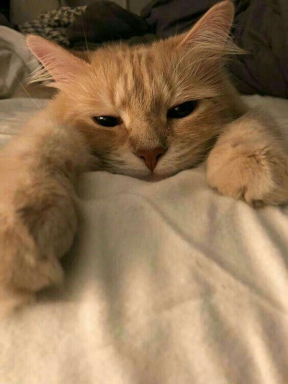 evde kedi beslemek