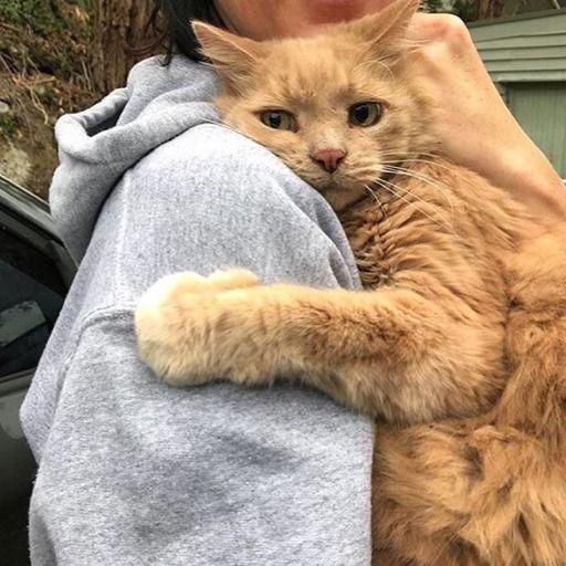Kedi beslenme zorlukları