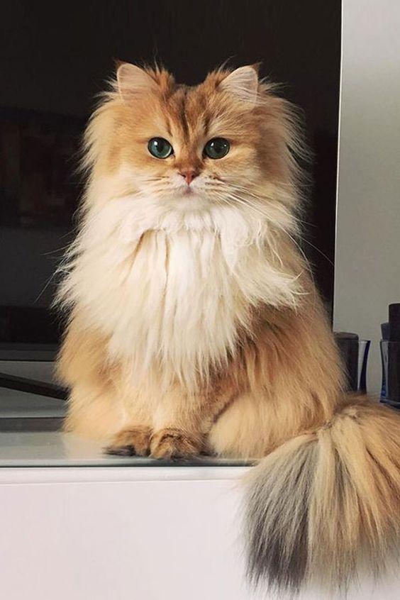 longhair kedi