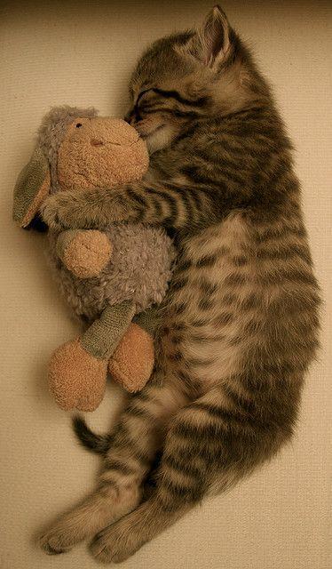 Tekir Kedi Bakımı