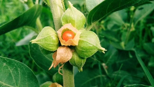 Ashwagandha Bitkisi ne ise yarar