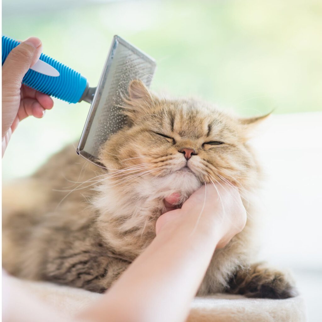 Kedi alerjisi