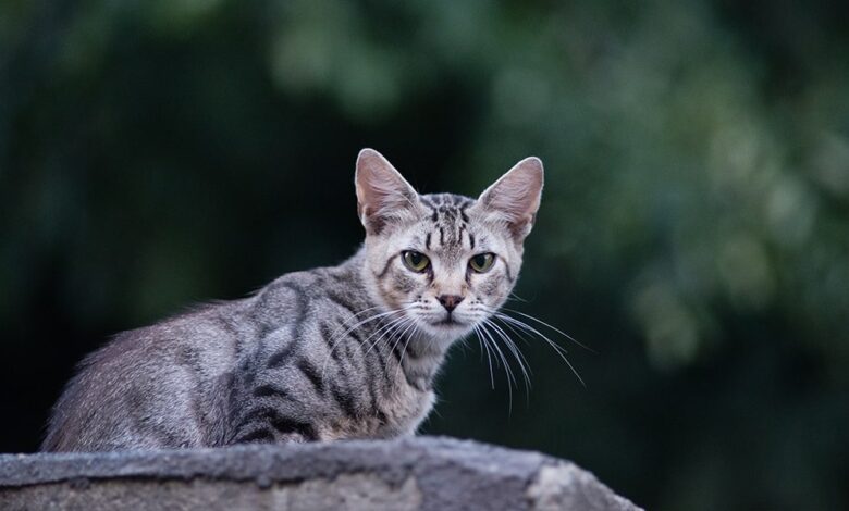 Kedilerde Fip Hastaligi Nedir Fip Olan Kedi Ne Kadar Yasar