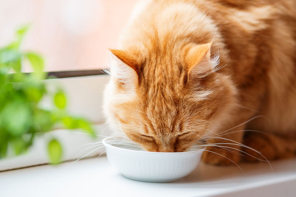 Kedi dökme
