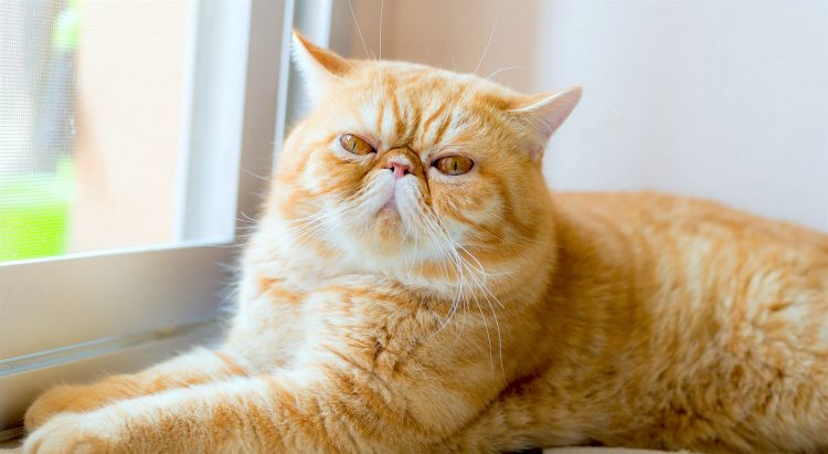 Kedi dökme