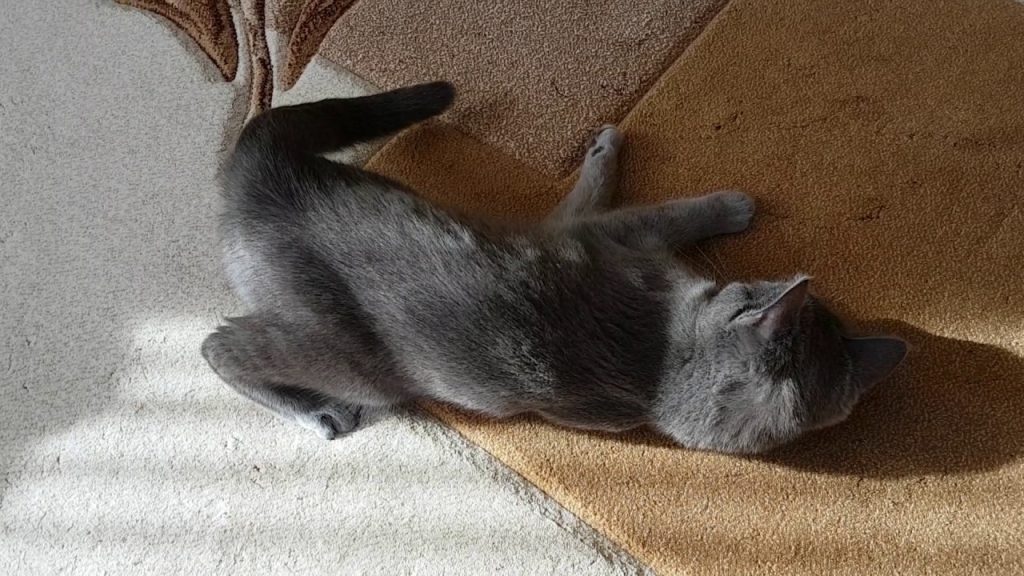 Kizginlik Doneminde Disi Kedi Nasil Rahatlatilir