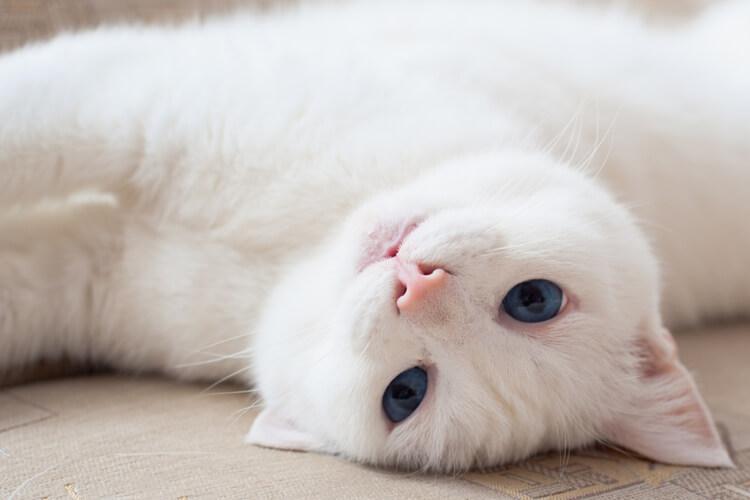 Bir rüyada bir kedi görmek