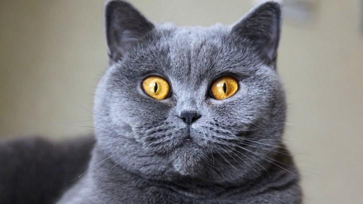 Bir rüyada bir kedi görmek