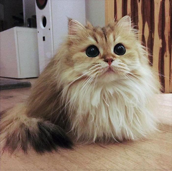 ruyada kedi gormek