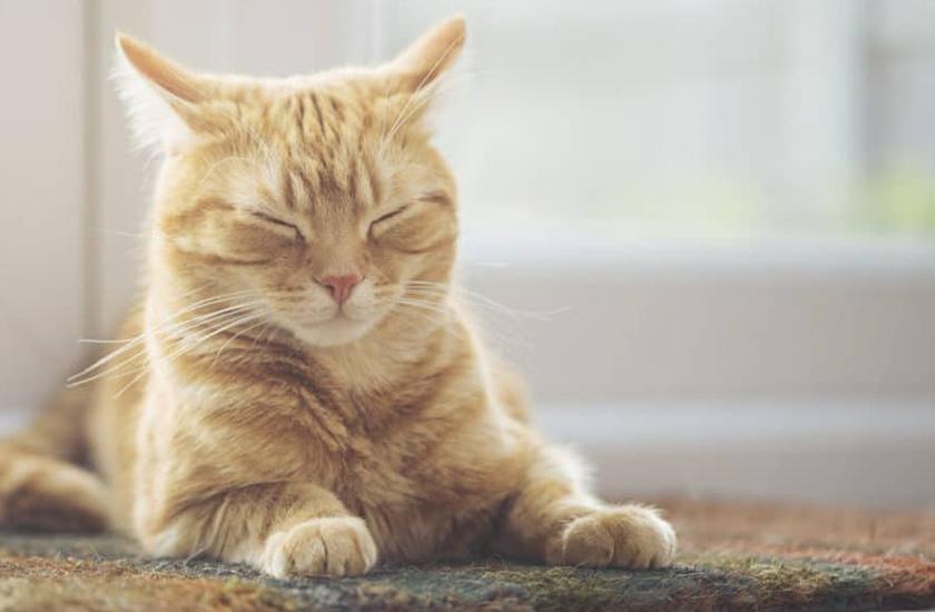 Bir rüyada bir kedi görmek